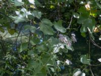 Eupatorium cannabinum Krka National Park, Sibenik-Knin, Croatia 20170805_1866