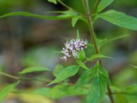 Eupatorium cannabinum Shirokaya Shchel, Krasnodar, Russia 20160911_0913