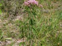 Eupatorium cannabinum Skoghem, Vombs fure, Lund, Skåne, Sweden 20160723_0141