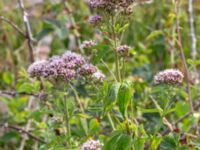 Eupatorium cannabinum Solviken, Mölle, Höganäs, Skåne, Sweden 20180718_0215