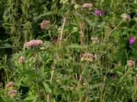 Eupatorium cannabinum Svanetorpsvägen, Åkarp, Lomma, Skåne, Sweden 20160716_0032