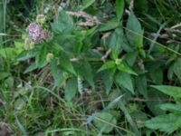 Eupatorium cannabinum Vassen, Öved, Sjöbo, Skåne, Sweden 20160714_0160