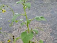 Euphrosyne xanthiifolia Sydkajen, Malmö, Skåne, Sweden 20170909_0027