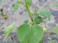 Euphrosyne xanthiifolia Sydkajen, Malmö, Skåne, Sweden 20170909_0029