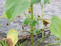 Euphrosyne xanthiifolia Sydkajen, Malmö, Skåne, Sweden 20170909_0035