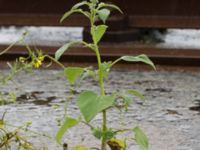 Euphrosyne xanthiifolia Sydkajen, Malmö, Skåne, Sweden 20170909_0038