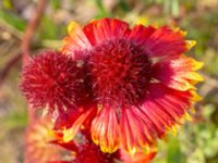 Gaillardia x grandiflora Rondell Fältarpsvägen-Österleden, Helsingborg, Skåne, Sweden 20200725_0095