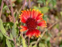 Gaillardia x grandiflora Rondell Fältarpsvägen-Österleden, Helsingborg, Skåne, Sweden 20200725_0096