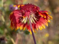 Gaillardia x grandiflora Rondell Fältarpsvägen-Österleden, Helsingborg, Skåne, Sweden 20200725_0100