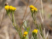 Galatella linosyris Karadag, Koktebel, Crimea, Russia 20150920_0061