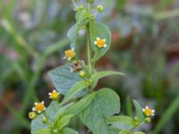 Galinsoga parviflora Centralen, Malmö, Skåne, Sweden 20181020_0010