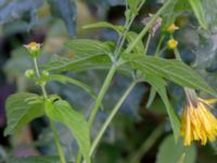 Galinsoga parviflora Centralen, Malmö, Skåne, Sweden 20181020_0011