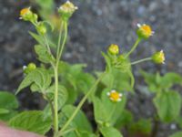 Galinsoga parviflora Inre hamnen, Malmö, Skåne, Sweden 20170715_0051