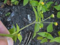 Galinsoga parviflora Inre hamnen, Malmö, Skåne, Sweden 20170715_0052