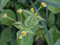 Galinsoga parviflora Inre hamnen, Malmö, Skåne, Sweden 20170715_0053