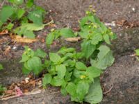 Galinsoga parviflora Södra Bulltoftavägen 56, Malmö, Skåne, Sweden 20150727_0001