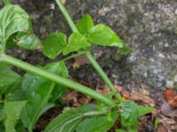 Galinsoga parviflora Södra Bulltoftavägen 56, Malmö, Skåne, Sweden 20150727_0002