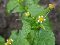 Galinsoga parviflora Södra Bulltoftavägen 56, Malmö, Skåne, Sweden 20150727_0005