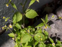 Galinsoga quadriradiata Kalkbrottsgatan, Limhamn, Malmö, Skåne, Sweden 20150716_0008