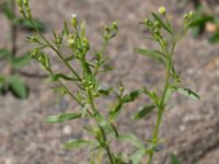 Galinsoga quadriradiata Kalkbrottsgatan, Limhamn, Malmö, Skåne, Sweden 20150716_0029