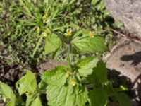 Galinsoga quadriradiata Kulla Gunnarstorp, Helsingborg, Skåne, Sweden 20170709_0248