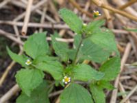 Galinsoga quadriradiata Rutsborg, Borgeby, Kävlinge, Skåne, Sweden 20150830_0083