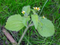 Galinsoga quadriradiata Utkast, Norra Friluftsstaden, Malmö, Skåne, Sweden 20180917_0013