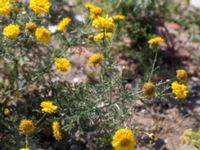 Glebionis coronaria Jordhögar S grodreservatet, Norra hamnen, Malmö, Skåne, Sweden 20160924_0038