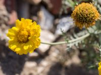 Glebionis coronaria Jordhögar S grodreservatet, Norra hamnen, Malmö, Skåne, Sweden 20160924_0039