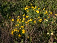 Glebionis coronaria Naffentorpsvägen 6, Bunkeflostrand, Malmö, Skåne, Sweden 20161103_0016