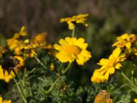 Glebionis coronaria Naffentorpsvägen 6, Bunkeflostrand, Malmö, Skåne, Sweden 20161103_0017