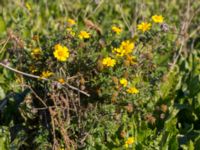 Glebionis coronaria Naffentorpsvägen 6, Bunkeflostrand, Malmö, Skåne, Sweden 20161103_0029