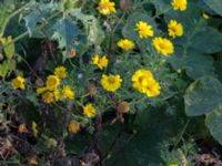 Glebionis coronaria Svanetorpsvägen, Åkarp, Lomma, Skåne, Sweden 20170930_0007