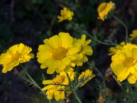 Glebionis coronaria Svanetorpsvägen, Åkarp, Lomma, Skåne, Sweden 20170930_0008