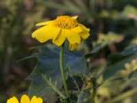 Glebionis coronaria Svanetorpsvägen, Åkarp, Lomma, Skåne, Sweden 20170930_0009