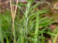 Gnaphalium sylvaticum Ädelgransplanteringen, Toarp, Malmö, Skåne, Sweden 20200727_0050