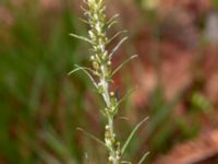 Gnaphalium sylvaticum Ädelgransplanteringen, Toarp, Malmö, Skåne, Sweden 20200727_0053