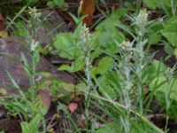 Gnaphalium sylvaticum Dalby söderskog, Lund, Skåne, Sweden 20150727_0072