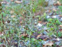 Gnaphalium sylvaticum Havgårdsnäs, Hässleholm, Skåne, Sweden 20180826_0063