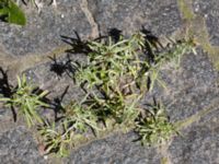 Gnaphalium uliginosum Inre hamnen, Malmö, Skåne, Sweden 20170715_0055