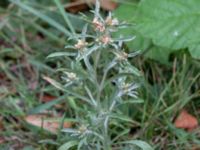 Gnaphalium uliginosum Kummeln, Karlskrona, Blekinge, Sweden 20180808_0088