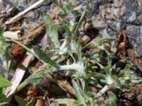 Gnaphalium uliginosum Tyska kyrkan, Malmö, Skåne, Sweden 20150702_0003