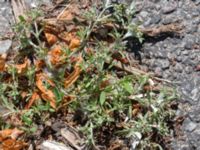 Gnaphalium uliginosum Tyska kyrkan, Malmö, Skåne, Sweden 20150702_0006