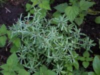 Gnaphalium uliginosum Vången, Beatabacken, Vittsjö, Hässleholm, Skåne, Sweden 20160713_0087