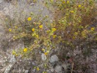 Grindelia squarrosa Myrnyj, Crimea, Russia 20150912_0335