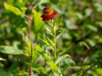 Helenium autumnale Ulricedal, Malmö, Skåne, Sweden 20190819_0044