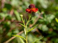 Helenium autumnale Ulricedal, Malmö, Skåne, Sweden 20190819_0045