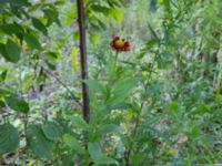 Helenium autumnale Ulricedal, Malmö, Skåne, Sweden 20190824_0037