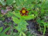 Helenium autumnale Ulricedal, Malmö, Skåne, Sweden 20190824_0038