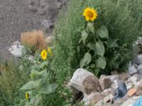 Helianthus annuus Jordhögar S grodreservatet, Norra hamnen, Malmö, Skåne, Sweden 20160729_0108